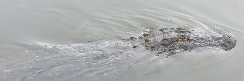 Louisiana alligator