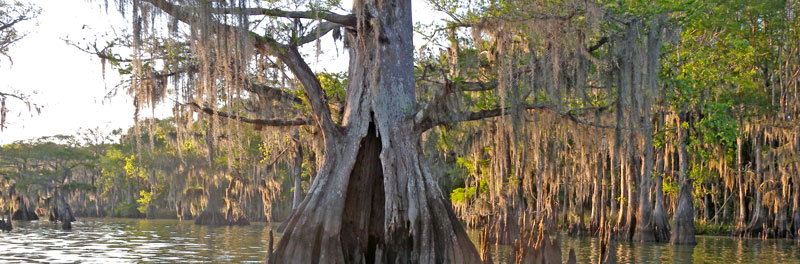 Old cypress at Lake Fausse Pointe