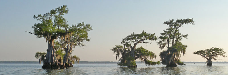 Lake Fausse Pointe view